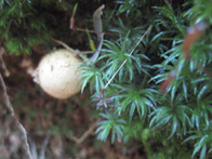 &copy; Zierfischfreunde Immenhausen-Holzhausen